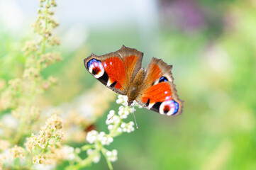 European peacock butterfly (Aglais io), Nymphalidae, resting on flowering Spiraea in a garden, representing biodiversity, pollination, wildlife and healthy ecosystems. © marinasokolchik