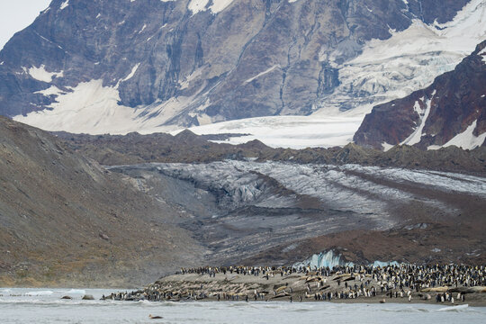 View of a large colony of king penguins on the beach at Saint Andrew's Bay with a massive glacier and snow-capped mountains in the background, South Georgia and the South Sandwich Islands.