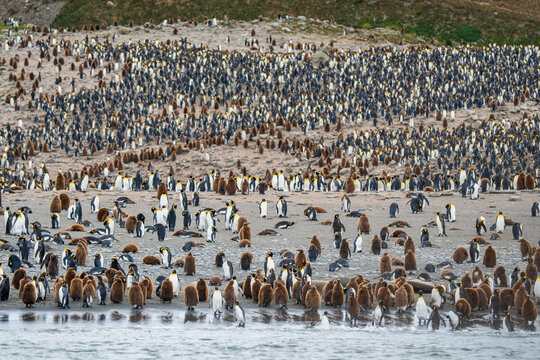 View of a massive colony of King Penguins with adults and brown chicks gathered on the sandy beach at Saint Andrew's Bay, South Georgia and the South Sandwich Islands.
