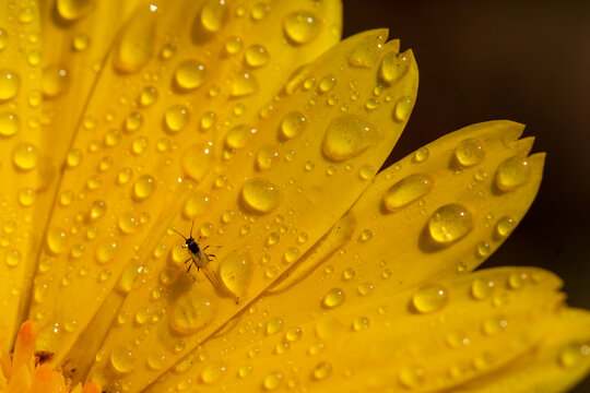 View of a small insect resting on a vibrant yellow flower petal covered in glistening water droplets in Pakistan.