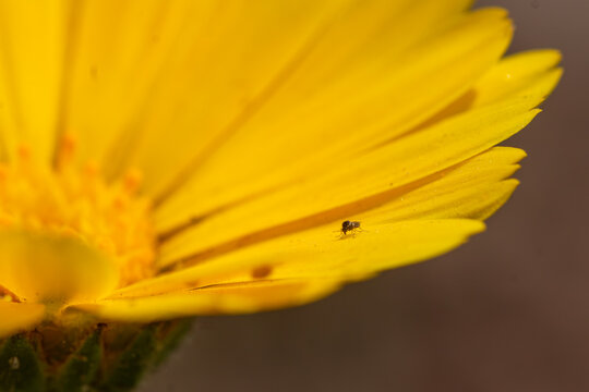 View of a tiny insect resting on a vibrant yellow flower petal in Pakistan.