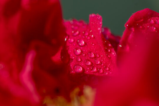 View of a vibrant red rose petal covered in glistening water droplets, highlighting the delicate texture and natural beauty of the flower in Pakistan.