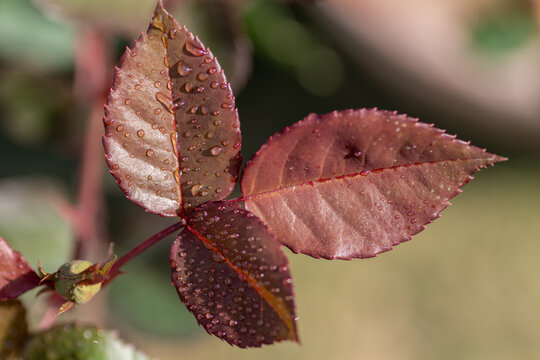 View of reddish-brown rose leaves covered in water droplets in Pakistan.