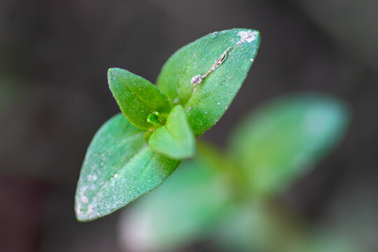 View of a small green seedling sprout with delicate leaves emerging from the soil in Pakistan.