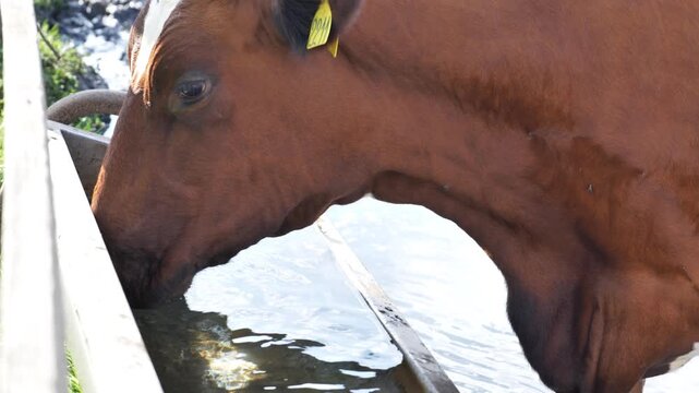 Brown cow drinking fresh water from trough on rural farm