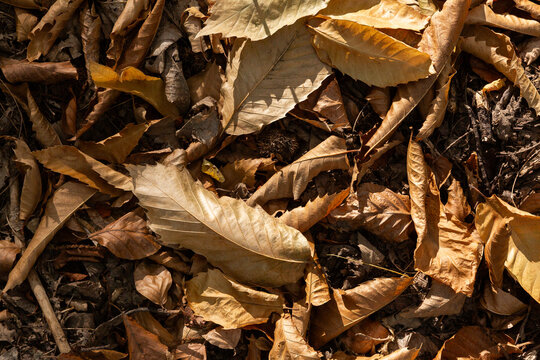 Feuilles brunes s&eacute;ch&eacute;es sur le sol en for&ecirc;t, automne