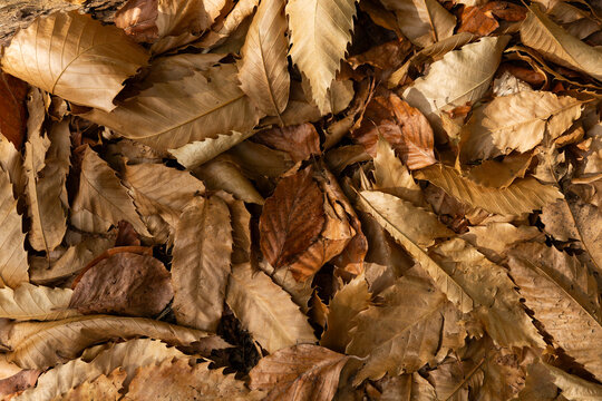 Gros plan sur des feuilles mortes au sol en automne, fond naturel brun