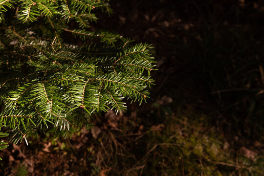Branche de sapin vert &eacute;clair&eacute;e par le soleil dans une for&ecirc;t, fond sombre avec espace copie