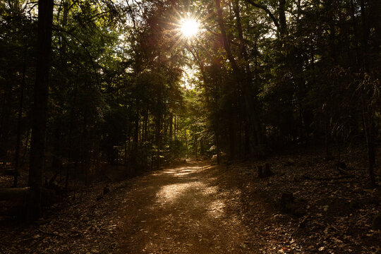 Chemin forestier baign&eacute; de lumi&egrave;re avec soleil per&ccedil;ant &agrave; travers les arbres