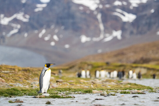 View of a king penguin on the rocky shore of Saint Andrew's Bay with a colony of penguins and snowy mountains in the background, South Georgia and the South Sandwich Islands.