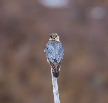 View of a merlin perched on a branch in Fjord, More og Romsdal, Norway.