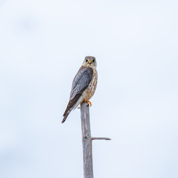 View of a merlin perched on a dry branch against a bright, overcast sky in Fjord, More og Romsdal, Norway.
