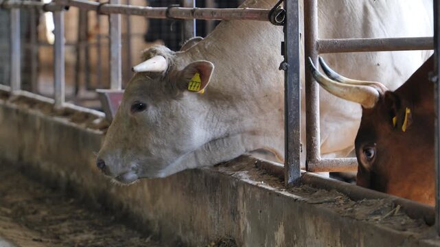 Cattle eating from a trough in a barn, focusing on animal husbandry and farming