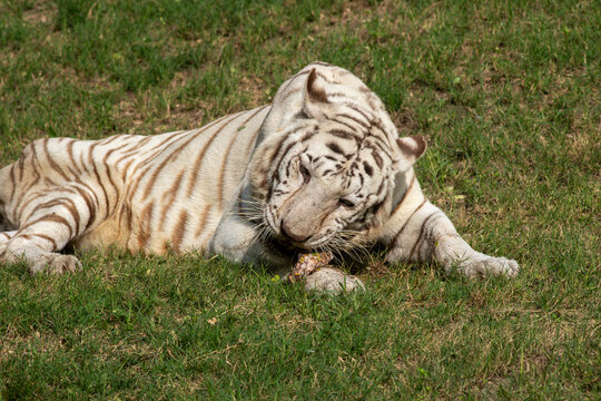 View of a white tiger resting on green grass while eating a piece of meat in Pakistan.