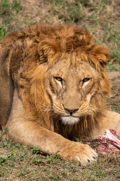 View of a male lion with a thick golden mane eating meat on the grassy ground in Pakistan.