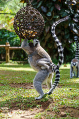 Fototapeta premium Ring-tailed lemur mother carrying a clinging baby while reaching for food in a hanging metal ball