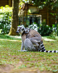 Fototapeta premium Ring-tailed lemur mother carrying her cute baby on the grass in a wildlife park