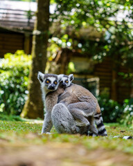 Fototapeta premium Alert ring-tailed lemur mother carrying her baby looking directly at the camera