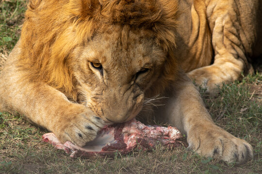 View of a male lion with a thick mane feeding on a piece of raw meat on the grassy ground in Pakistan.