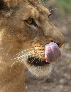 View of a lioness licking its nose, showcasing detailed fur texture and golden eyes in a natural habitat Pakistan.