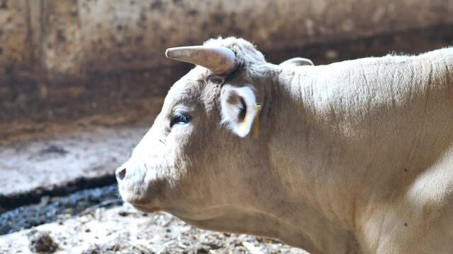 A young bull is resting in a farm building. A painting depicting agriculture and livestock farming.