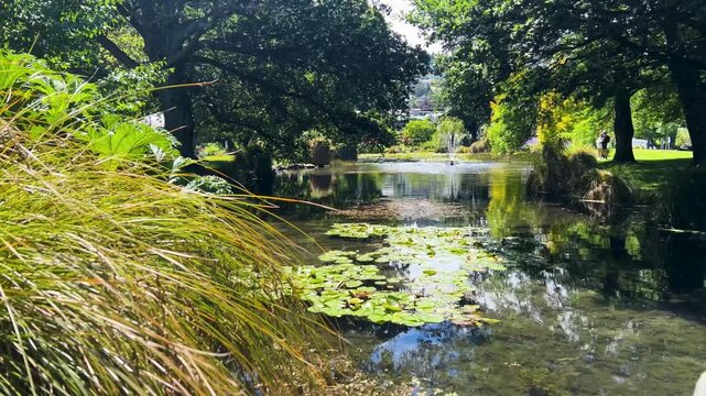 Water lilies spread across a calm pond in Queenstown Gardens, framed by flax and the heavy summer canopy of old oaks and other exotic trees. Wide shot