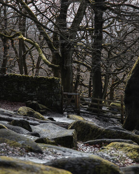 View of the mossy rocks and ancient trees at National Trust Padley Gorge in Hope Valley, England, United Kingdom.