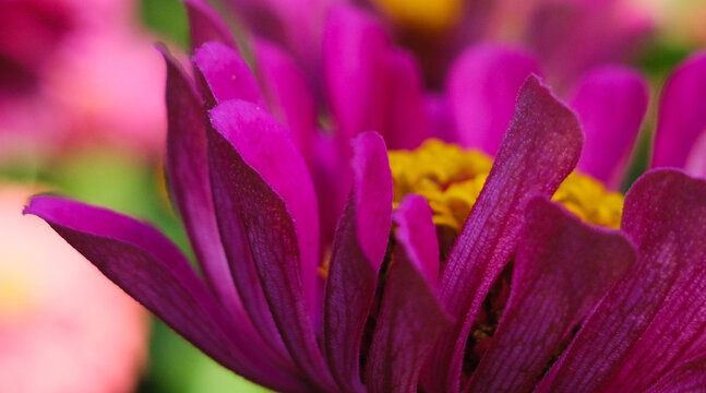 A dark pink zinnia in full bloom. The petals are delicate, and the edges are slightly curled. Background for a garden banner.