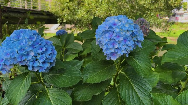 hydrangea flower heads blooming. The rich foliage and detailed petals fill the foreground,a sleek, modern pedestrian footbridge in the background.