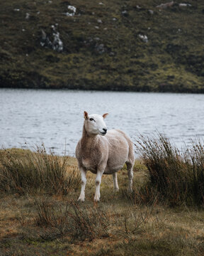 View of a sheep standing in a grassy field near a lake with a rugged hilly landscape in the background in Scotland, United Kingdom.