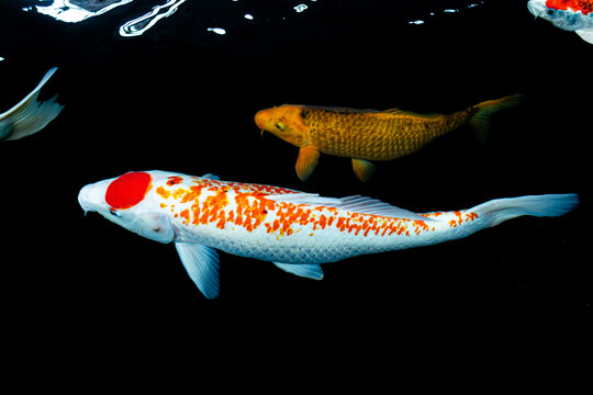 Golden yellow metallic koi fish swimming near the bottom of a pond.