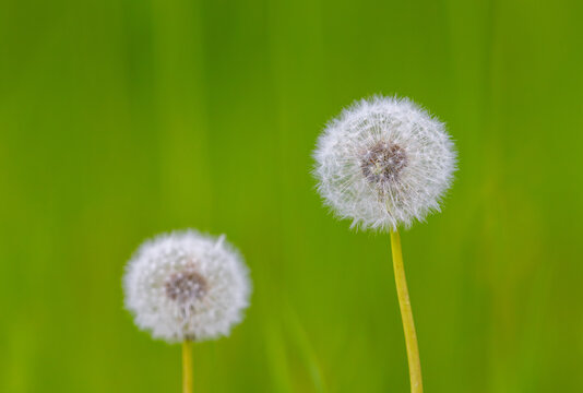 View of two white dandelion seed heads with fluffy seeds against a soft blurred green meadow background in Fjord, More og Romsdal, Norway.