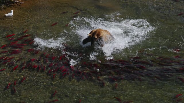 A top down view of a brown bear attempting to catch red sockeye salmon in the rivers of Katmai National Park, Alaska USA
