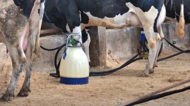 Dairy cows milking with automatic machine on a farm for milk production