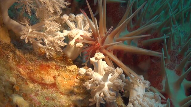 A close up view of the thorns of a crown of thorn starfish