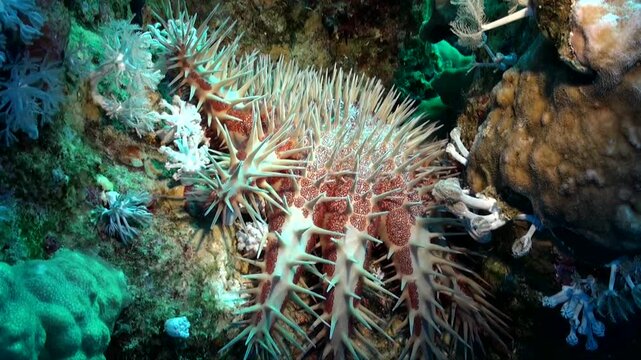 A crown of thorns starfish lying on a healthy coral reef in the Red Sea