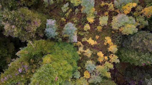 Vibrant autumn forest with scrub oak and evergreens, capturing colorful foliage textures and tree patterns in soft natural daylight from a rising drone perspective - top down ascending reveal