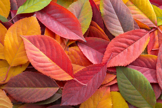  Autumn Cherry leaves texture featuring a rich palette of crimson, scarlet, green and golden colors. Flat lay composition of  multicolor fall foliage.