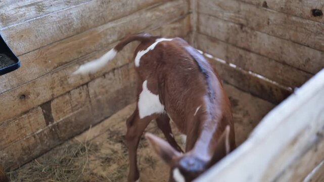 Young calf standing in a wooden barn stall on a rural dairy farm