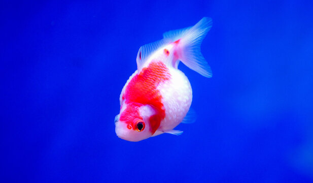 A high-definition photo of a red and white Ranchu goldfish swimming against a blue background