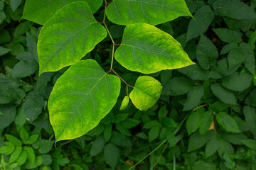 Large heart-shaped green leaves on a stem above dense foliage © Mariia
