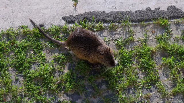 Wild nutria scurrying across mossy stone wall with green vegetation, rough surface and natural habitat near Lake Como in Italy