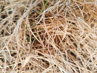 Golden Straw Hay Closeup © Hendri