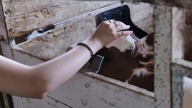 Curious calf looking up, observing from a dairy farm barn