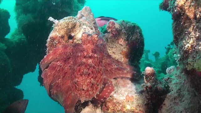 A reef Octopus moving over a coral reef in the Red Sea spreading it's arms