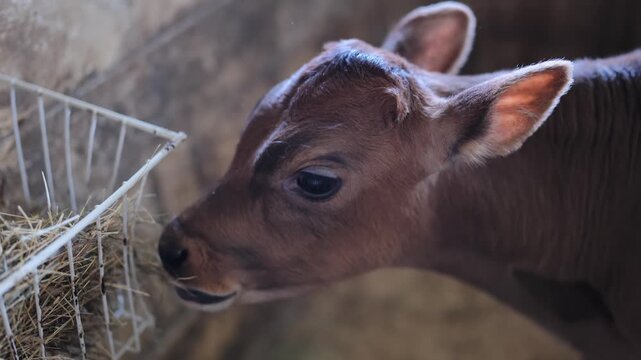 Young calf feeding hay in a barn, close up on head and feeder