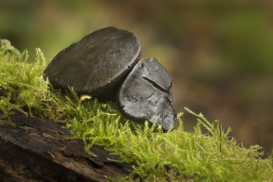 View of Black Witches Butter fungi growing on a mossy log in a forest, United Kingdom.
