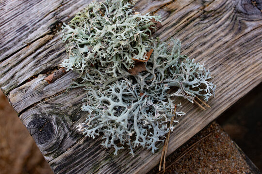 Pale grey-green lichen resting on a weathered wooden plank