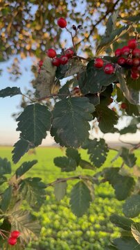 Mehlbeere mit roten Fr&uuml;chten im warmen Herbstlicht. Video einer Mehlbeere (Sorbus sp.) mit zahlreichen roten Fr&uuml;chten und gr&uuml;nem Herbstlaub. Die Fruchtst&auml;nde leuchten im warmen Sonnenlicht vor einer l