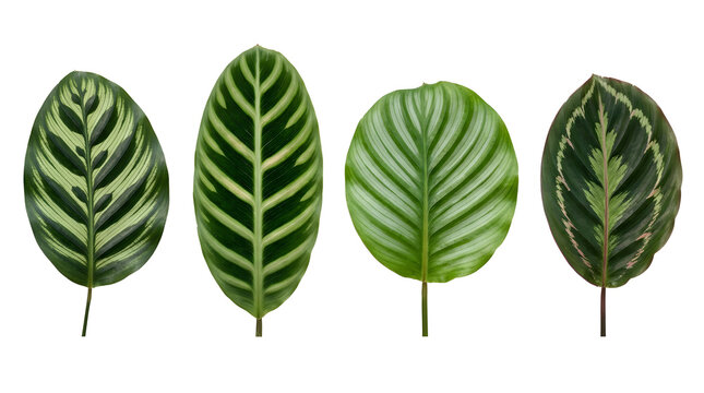 Set of four distinct green tropical leaves with bold striped patterns for exotic design